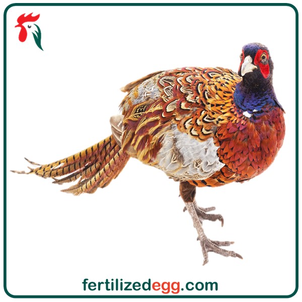 تخم نطفه دار قرقاول آمریکایی 